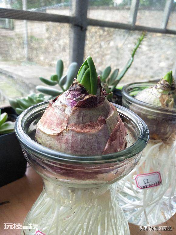 适合水培的植物类型(这6种水养植物干净卫生观赏性高)-图片8